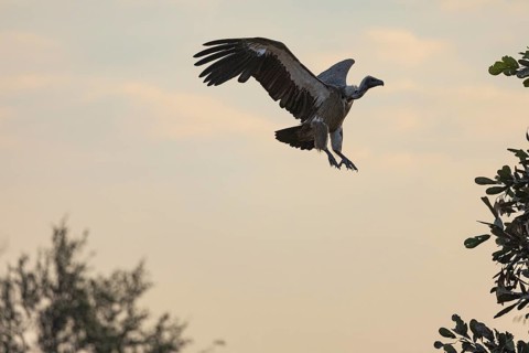 White-backed Vulture (Gyps bengalensis) Zambia