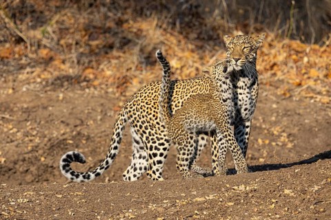 Leopard (Panthera pardus) female with 4 month old cub Zambia