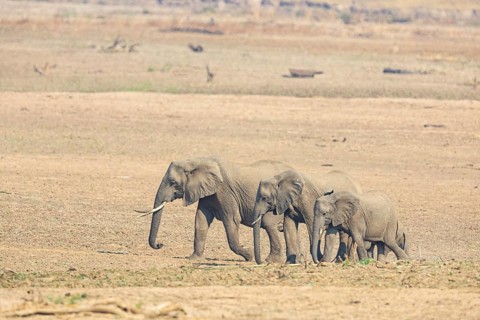 African Elephant (Loxodonta africana) family crossing Luangwa Valley Zambia