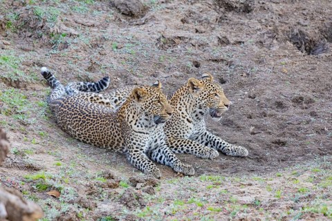 Leopard (Panthera pardus) two brothers Zambia