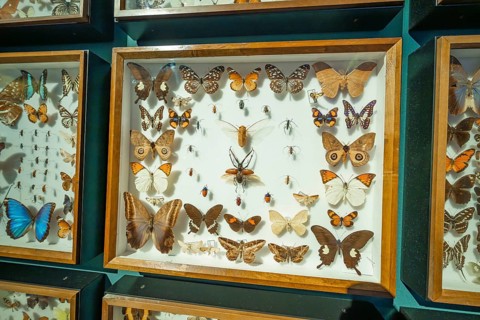 Showcase full of butterflies of various types and sizes in an exhibition room, Amazonia exhibition,