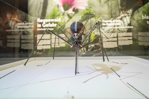 Detailed insect sculpture tiger fly in an exhibition room in front of text panels, Amazonia