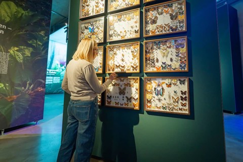 Woman looking at a display with butterflies in a frame, exhibited in a museum gallery, Amazonia