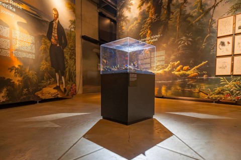 Historical presentation and exhibits in an illuminated exhibition room, Amazonia exhibition,