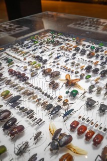 Showcase with a diverse collection of beetles and insects, Amazonia exhibition, Gasometer,