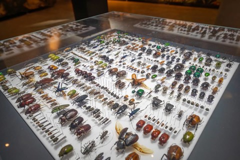 Detailed collection of beetles in a glass case at an exhibition, Amazonia exhibition, Gasometer,