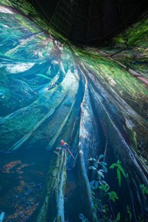 Fantastic illustration of a forest with huge roots and a colorful bird in an interior, Amazonia