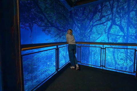 Woman enjoying the view of a magical blue-lit forest scene from the balcony, Amazonia exhibition,