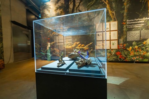 Plant and root exhibition in a glass display case in a museum, Amazonia exhibition, Gasometer,