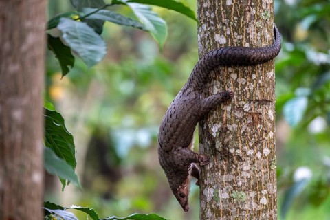 Pangolin climbing a tree, white-bellied pangolin (Phataginus tricuspis, Manis tricuspis), Western
