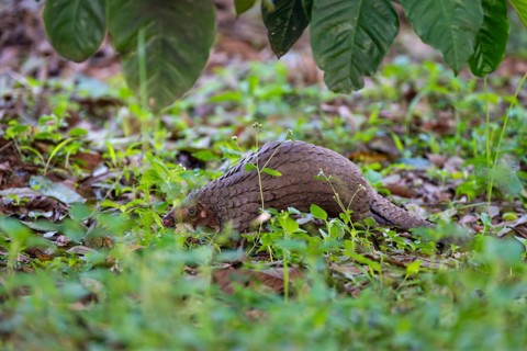 Pangolin on the ground, white-bellied pangolin (Phataginus tricuspis, Manis tricuspis), Western