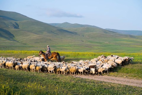 Shepherd drives flock of sheep through green hills in sunny weather, near Zovaber, Kotayk province,
