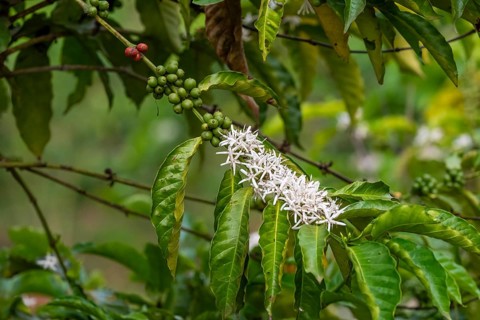 Coffee, coffee plant with fruits and flowers, western region, Uganda