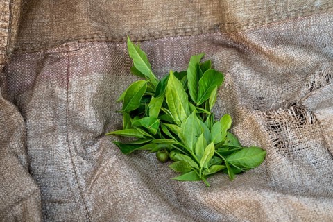 Tea leaves in a basket, tea plantation, western region, Uganda