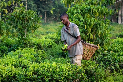 Worker on a tea plantation picking tea leaves, Western Region, Uganda
