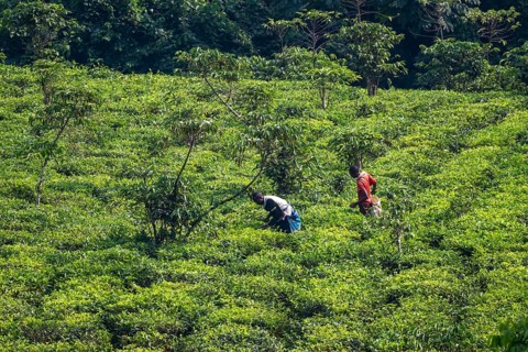 Worker on a tea plantation in the mountains, western region, Uganda