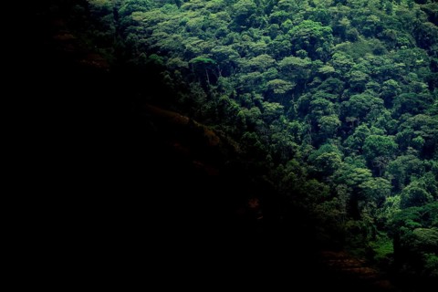 Symbolic image of deforestation, loss of rainforest, jungle, Bwindi Impenetrable Forest National