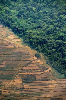 Contrast between forest and farmland, symbolic image of deforestation, loss of rainforest, jungle,