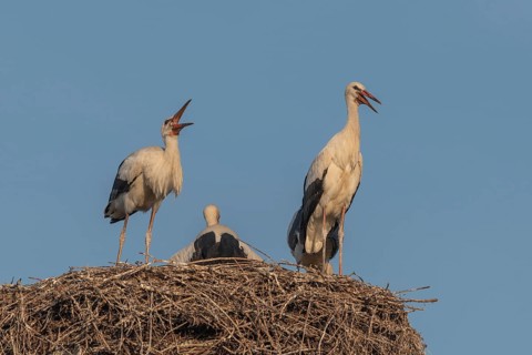 Juvenile storks stand on a nest of Twigs. It is spring and the sky is blue in the evening. Birds
