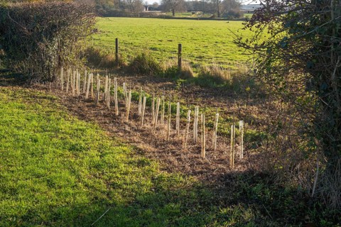 Saplings planted in protective tubes to regrow gap in hedgerow, Sutton, Suffolk Sandlings, Suffolk,