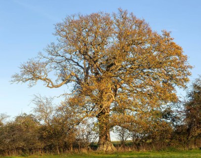 Oak tree in autumn, Quercus robur, against blue sky, Sutton, Suffolk Sandlings, Suffolk, England,