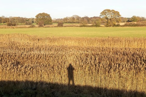 Silhouette shadow of person photographer reeds autumn landscape, Sutton, Suffolk Sandlings,