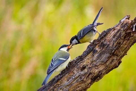 Great tit (Parus major) adult bird feeds young Germany