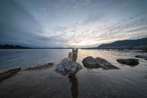 Curious cat after sunset, Hopfensee, Hopfen am See, near FÃ¼ssen, OstallgÃ¤u, AllgÃ¤u, Bavaria,