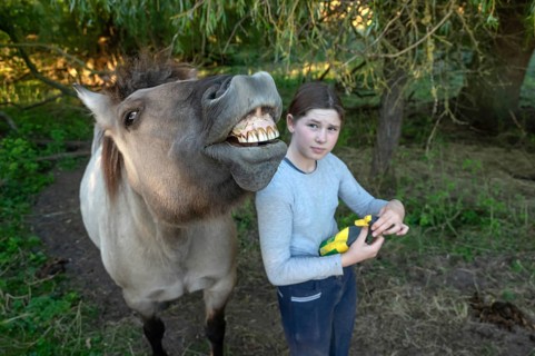 Howling horse, next to a young girl in the pasture, Othenstorf, Mecklenburg-Western Pomerania,