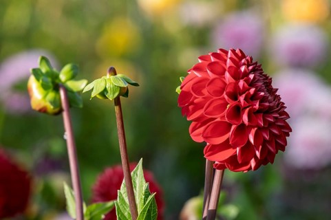 Dahlia (Dahlia), red, MÃ¼nsterland, North Rhine-Westphalia, Germany