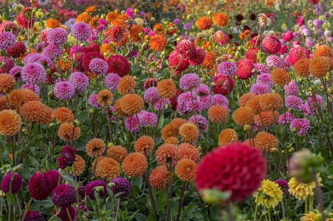 Colourful dahlia flowers, Dahlia, MÃ¼nsterland, North Rhine-Westphalia, Germany