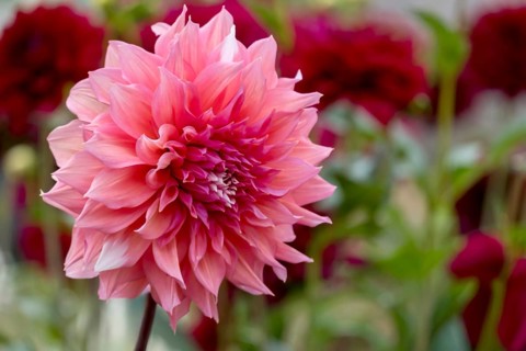 Dahlia (Dahlia), MÃ¼nsterland, North Rhine-Westphalia, Germany