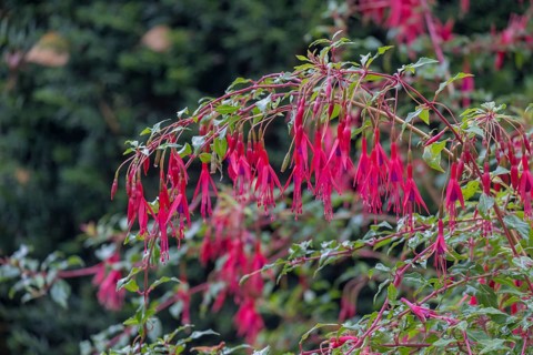 Scarlet fuchsia (Fuchsia magellanica), garden fuchsia, winter-hardy, MÃ¼nsterland, North
