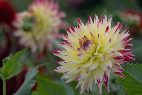 Dahlia (Dahlia), North Rhine-Westphalia, Germany