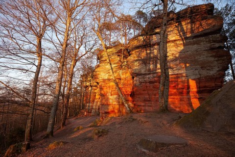 Glowing rocks in warm evening light in spring at AltschloÃŸfelsen in der Pfalz, Germany