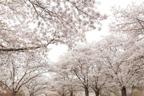 White-blooming cherry trees in spring on Rose Island in Bad Kreuznach, Germany