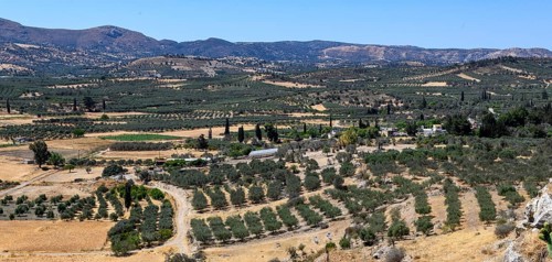 Large olive plantation, Kamilari, Crete, Greece