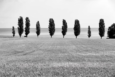 Ripe wheat field in summer, dead ripe, poplars in a row, monochrome, Bornholm, Baltic Sea, Denmark