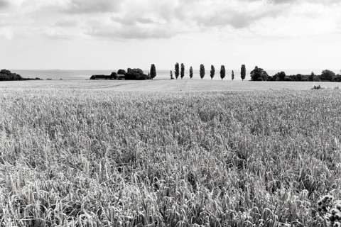Ripe wheat field in summer, dead ripe, Ertholmene, pea islands on the horizon, monochrome,