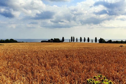 Golden brown, ripe wheat field in summer, dead ripe, Ertholmene, pea islands on the horizon,