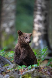 European brown bear (Ursus arctos arctos), young animal in the forest, Notranjska region, Slovenia