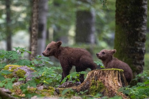 European brown bear (Ursus arctos arctos), two young animals in the forest, Notranjska region,
