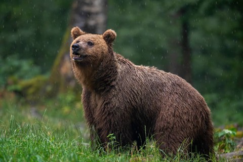 European brown bear (Ursus arctos arctos), in the forest, Notranjska region, Slovenia