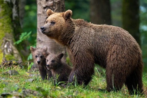 European brown bear (Ursus arctos arctos), mother with two cubs, in the forest, Notranjska region,