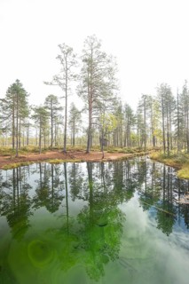 Emerald green spring water reflects autumn trees. Frog spring in the moor, wetland in Arvidsjaur,