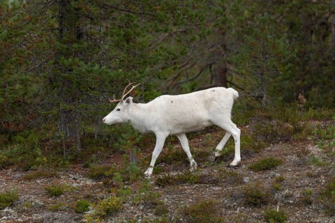 White reindeer on the edge of a forest in Sweden Lapland in autumn