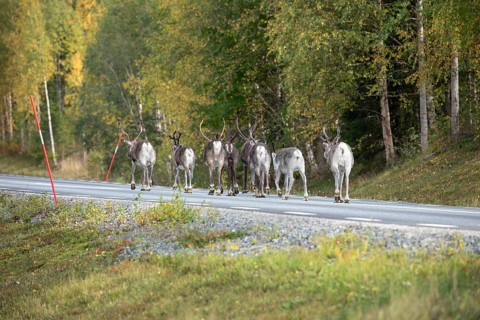 Autumn migration of reindeer on the roads with traffic in northern Sweden