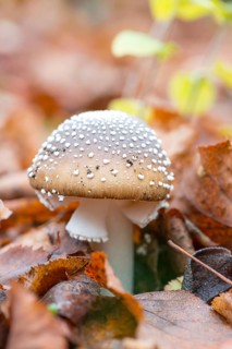 Panther mushroom (Amanita pantherina, syn. Amanitaria pantherina, Agaricus pantherinus), also