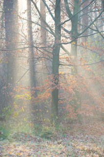 Red beech with remnants of autumn-colored leaves in foggy forest with rays of light, European beech