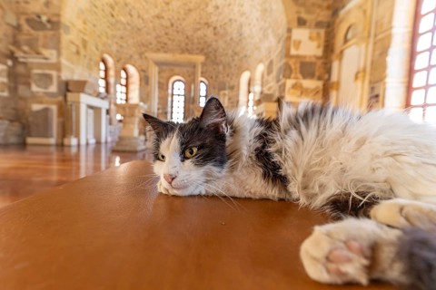 Cat resting in the Refectory Museum of the Hosios Luke Monastery, UNESCO World Heritage Site in